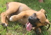 Zl Litter Twizzler - ADOPTED 08.03.14