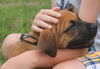 Zl Litter Twizzler - ADOPTED 08.03.14