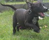 Zl Litter Starburst - ADOPTED 08.05.14