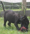 Zl Litter Starburst - ADOPTED 08.05.14