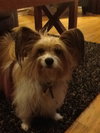 Izzi - ADOPTED 08.16.14