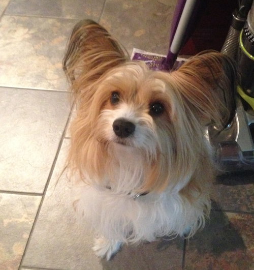 Izzi - ADOPTED 08.16.14