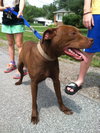 Shelby - ADOPTED 09.28.14