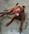 Shelby - ADOPTED 09.28.14