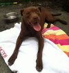 Shelby - ADOPTED 09.28.14