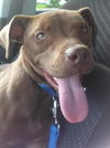 Shelby - ADOPTED 09.28.14