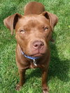 Shelby - ADOPTED 09.28.14
