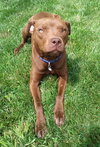 Shelby - ADOPTED 09.28.14
