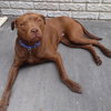 Shelby - ADOPTED 09.28.14