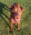 Shelby - ADOPTED 09.28.14