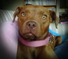 Shelby - ADOPTED 09.28.14