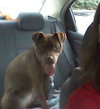 Shelby - ADOPTED 09.28.14