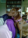 Shelby - ADOPTED 09.28.14