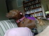 Shelby - ADOPTED 09.28.14