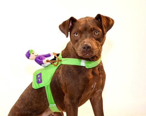 Shelby - ADOPTED 09.28.14
