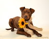 Shelby - ADOPTED 09.28.14