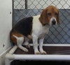 Toby-ADOPTED 08.16.14