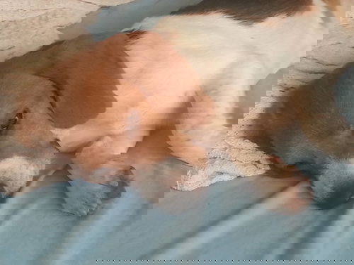 Toby-ADOPTED 08.16.14