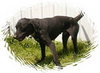 Mozart - ADOPTED 10.30.14