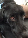 Mozart - ADOPTED 10.30.14