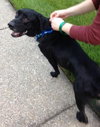 Mozart - ADOPTED 10.30.14