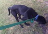 Mozart - ADOPTED 10.30.14