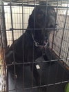Mozart - ADOPTED 10.30.14