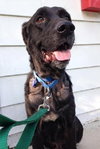 Mozart - ADOPTED 10.30.14