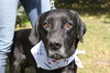 Mozart - ADOPTED 10.30.14