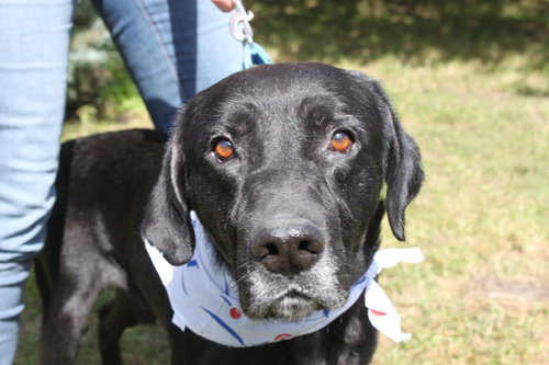 Mozart - ADOPTED 10.30.14