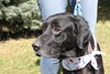 Mozart - ADOPTED 10.30.14