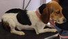 Millie - ADOPTED 08.30.14