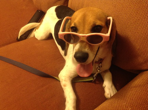 Millie - ADOPTED 08.30.14