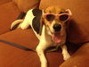 Millie - ADOPTED 08.30.14