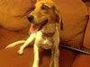 Millie - ADOPTED 08.30.14