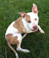 Itty Bitty - ADOPTED 10.08.14