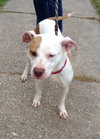 Itty Bitty - ADOPTED 10.08.14