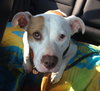 Itty Bitty - ADOPTED 10.08.14