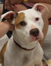 Itty Bitty - ADOPTED 10.08.14