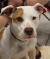 Itty Bitty - ADOPTED 10.08.14