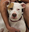 Itty Bitty - ADOPTED 10.08.14