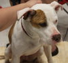 Itty Bitty - ADOPTED 10.08.14