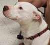 Itty Bitty - ADOPTED 10.08.14