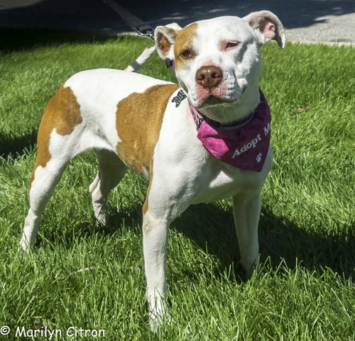 Itty Bitty - ADOPTED 10.08.14