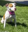 Itty Bitty - ADOPTED 10.08.14