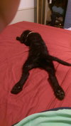 Winston - ADOPTED 08.16.14