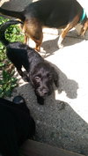 Winston - ADOPTED 08.16.14