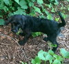 Winston - ADOPTED 08.16.14