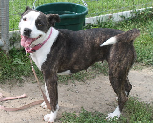 Bm Litter Amy (Mom) - ADOPTED 12.07.14