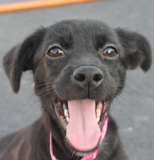 Bm Litter Alicia - ADOPTED 08.16.14